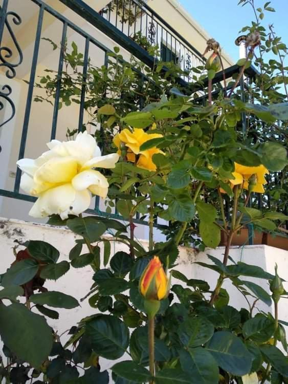 Rosegarden Villa Sami  Exterior foto